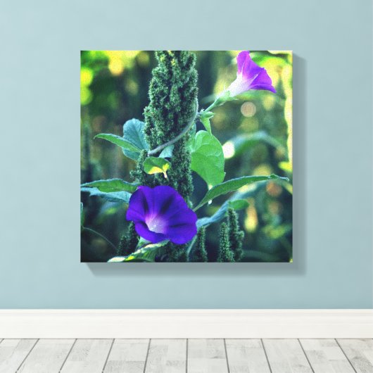 Wild Paarse Morning Glory Flowers Canvas Afdruk (Insitu (Houten vloer))