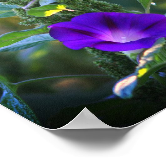 Wild Paarse Morning Glory Flowers Poster (Hoek)