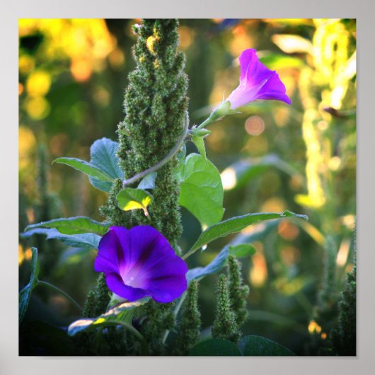 Wild Paarse Morning Glory Flowers Poster (Voorkant)