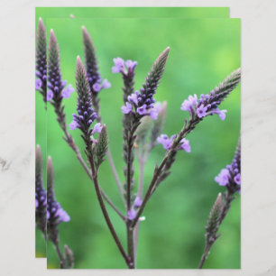 Wild Paarse Vervain Flower Scrapbook