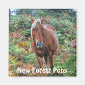 Wild Palomino New Forest Pony & Bracken - Engeland Magneet (Voorkant)