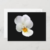 Wild Pansy Briefkaart (Voorkant / Achterkant)