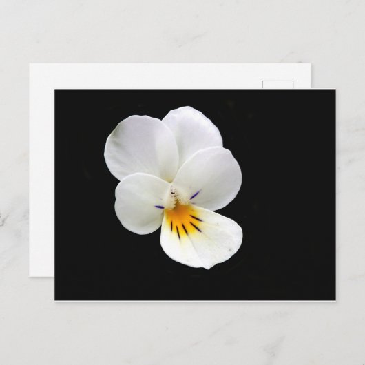 Wild Pansy Briefkaart (Voorkant / Achterkant)