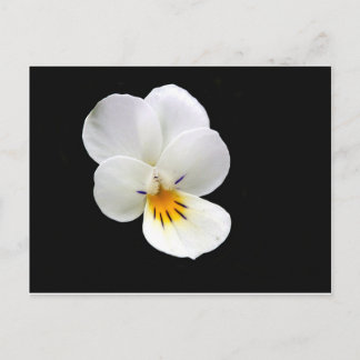 Wild Pansy Briefkaart