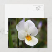 Wild Pansy Briefkaart (Voorkant / Achterkant)