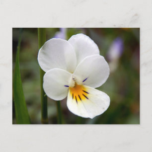 Wild Pansy Briefkaart