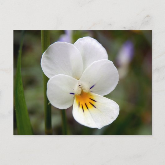 Wild Pansy Briefkaart (Voorkant)