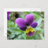 Wild Pansy Briefkaart (Voorkant / Achterkant)