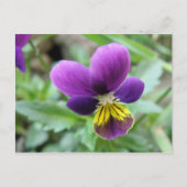 Wild Pansy Briefkaart (Voorkant)