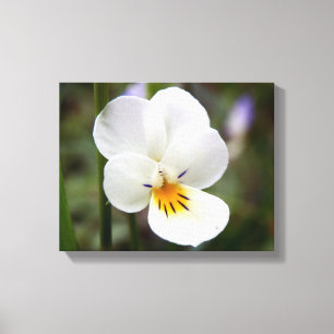 Wild Pansy Canvas afdrukken