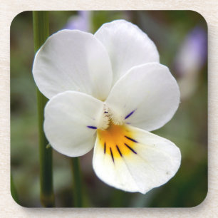 Wild Pansy Hard Plastic Onderzetters