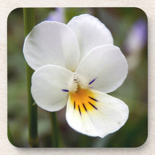 Wild Pansy Hard Plastic Onderzetters (Voorkant)