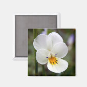Wild Pansy Magnet (Voorkant / Achterkant)