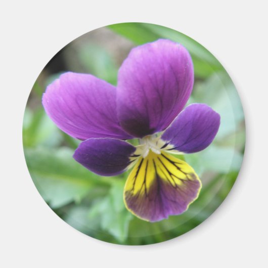 Wild Pansy Magnet (Voorkant)