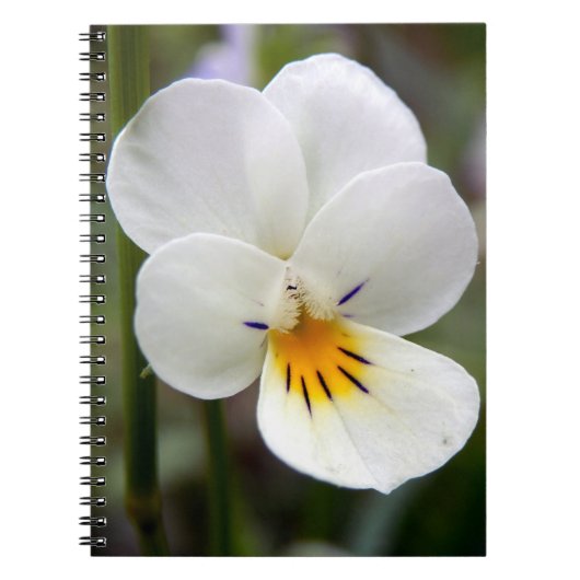 Wild Pansy Spiral Photo Notitieboek (Voorkant)