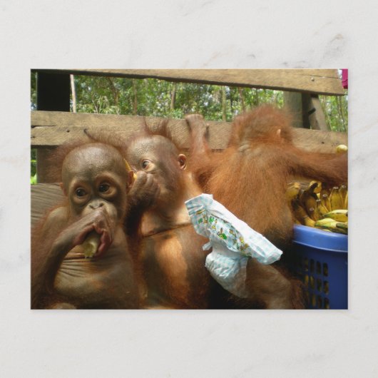 Wild Panty Raid Briefkaart (Voorkant)