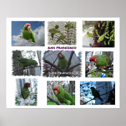 Wild Parrot van S.F. Poster (Voorkant)