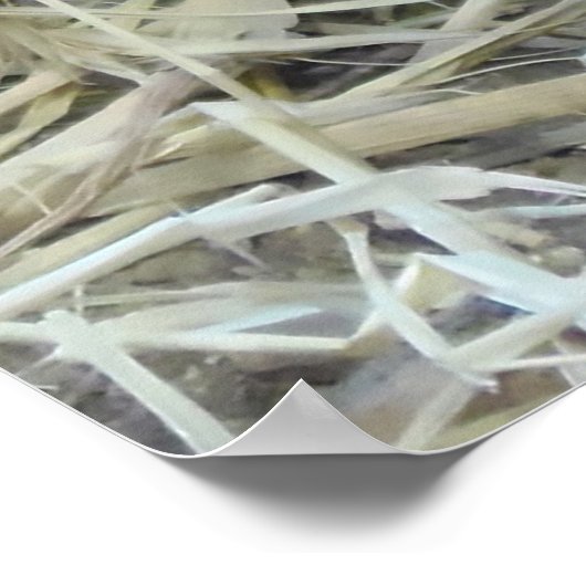 Wild Partridge Poster (Hoek)