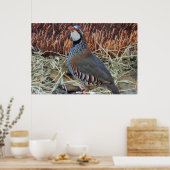 Wild Partridge Poster (Keuken)