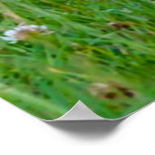 Wild Partridge Poster (Hoek)