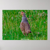 Wild Partridge Poster (Voorkant)