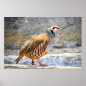 Wild Partridge Poster (Voorkant)