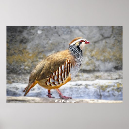 Wild Partridge Poster (Voorkant)