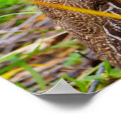 Wild Partridge Poster (Hoek)