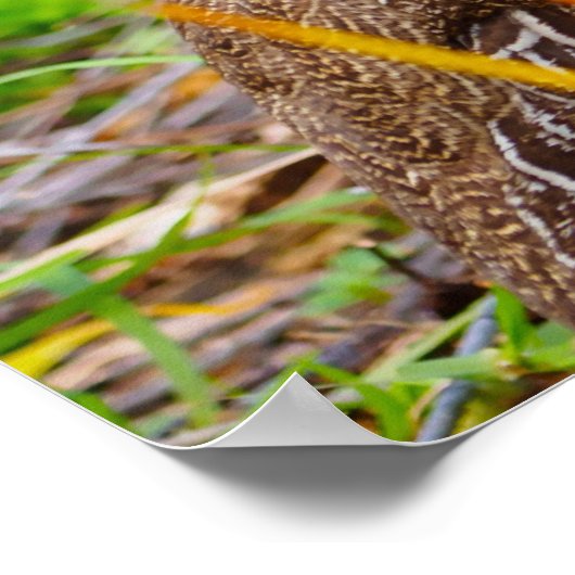 Wild Partridge Poster (Hoek)