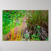 Wild Partridge Poster (Voorkant)