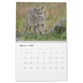 Wild Patagonia: Pumas and wildlife Kalender (Feb 2026)