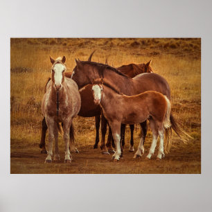 Wild Patagonia's Spirit Fotografie Poster