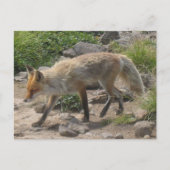 Wild Pauze: Vos in het ochtendlicht Briefkaart (Voorkant)