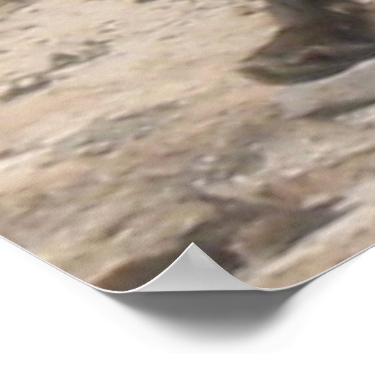 Wild Pauze: Vos in het ochtendlicht Poster (Hoek)