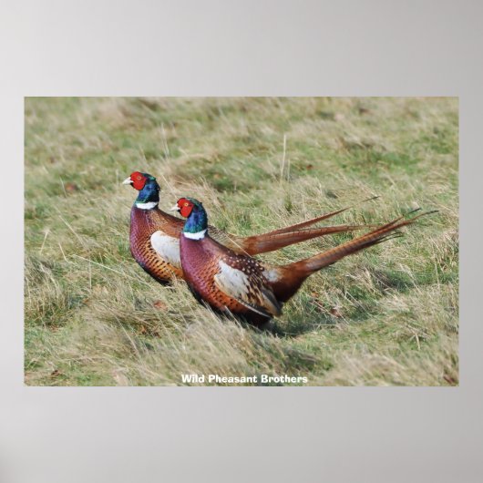 Wild Pheasant Brothers Poster (Voorkant)