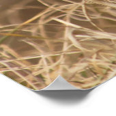 Wild Pheasant Poster