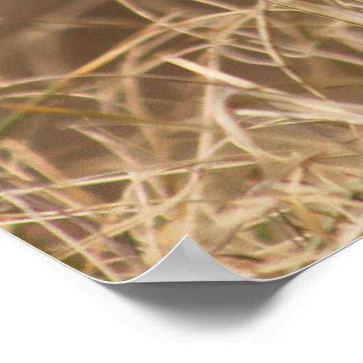 Wild Pheasant Poster (Hoek)