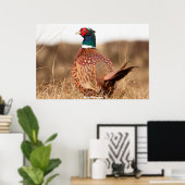 Wild Pheasant Poster