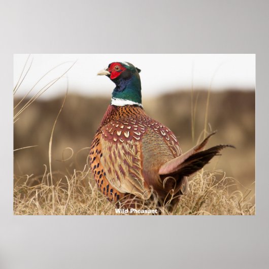 Wild Pheasant Poster