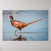 Wild Pheasant Poster (Voorkant)