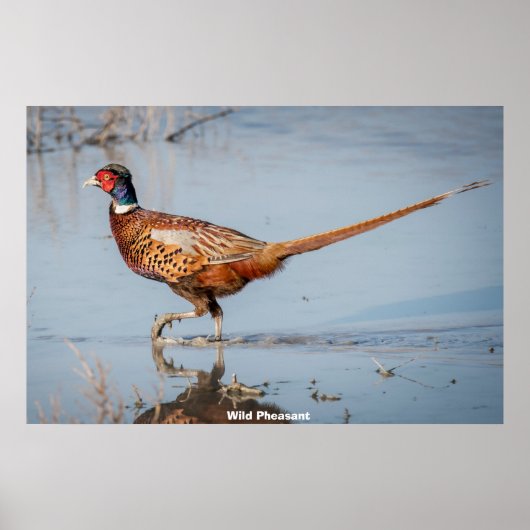 Wild Pheasant Poster (Voorkant)