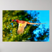 Wild Pheasant Poster (Voorkant)
