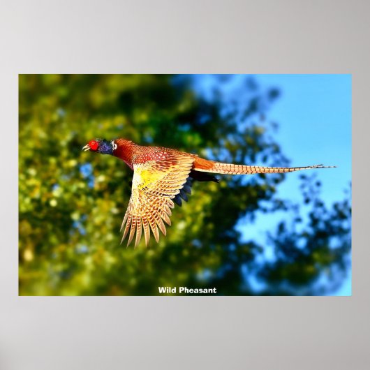 Wild Pheasant Poster (Voorkant)