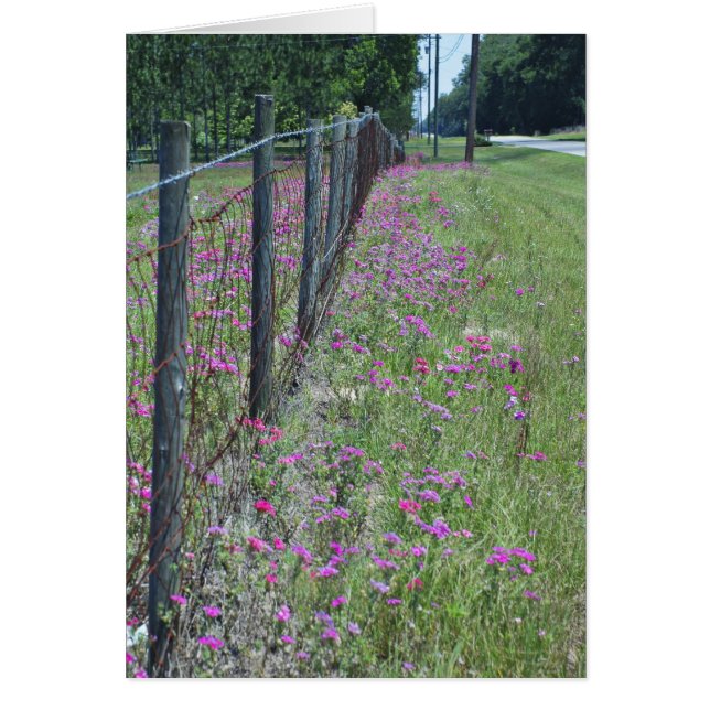 Wild Phlox-kaart (Voorkant)