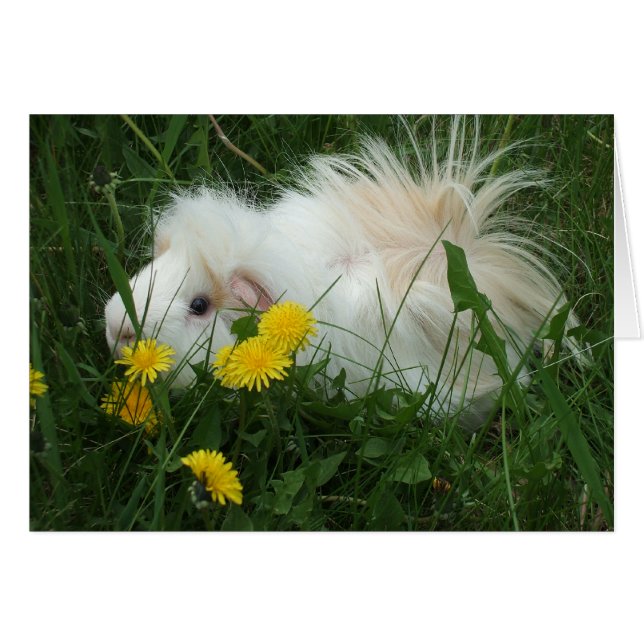 Wild Pig (Voorkant Horizontaal)