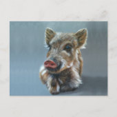 Wild piggy Postcard Briefkaart (Voorkant)