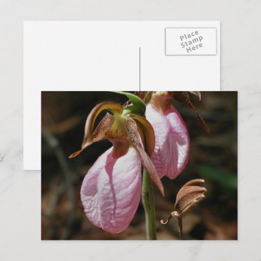 Wild Pink Lady Slipper Bloemen Briefkaart (Voorkant / Achterkant)