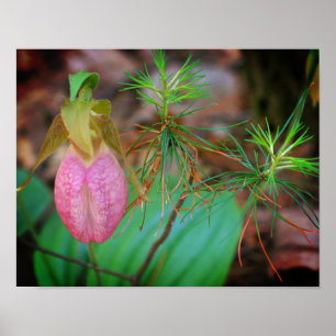 Wild Pink Lady Slipper Orchid en Evergreens Poster