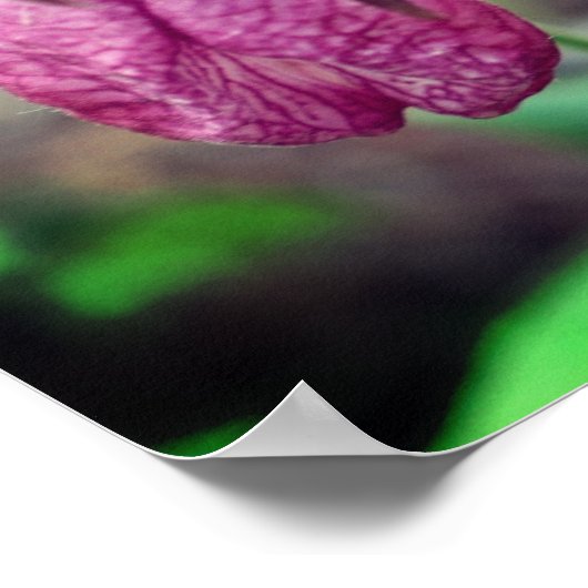 Wild Pink Lady Slipper Orchid Flower Pair 2 Poster (Hoek)