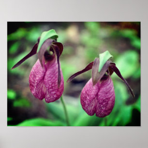 Wild Pink Lady Slipper Orchid Flower Pair 2 Poster